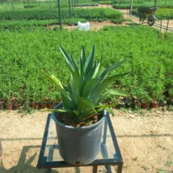 صبار أمريكي - مركن 25 سم - American Cactus صبار أمريكي من النباتات الصحراوية التي تتميز بشكلها الفريد وألوانها الزاهية.
