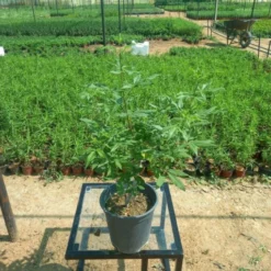 كف مريم مركن 20 سم - Vitex Agnus-Castus تعتبر نبتة كف مريم مركن 20 سم من النباتات الطبية المهمة بفضل خصائصها العلاجية