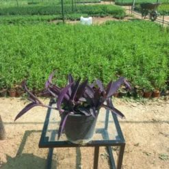 القلب الأرجواني ( المكحلة ) - مركن ٢٠ سم - Purple Heart (Tradescantia Pallida) القلب الأرجواني ( المكحلة ) هو نبات دائم