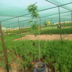 أكاسيا جلوكا - مركن 25 سم - نبتة أكاسيا جلوكا (Acacia glauca) هي شجرة مزخرفة من عائلة الأكاسيا