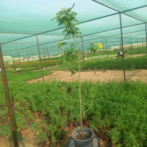 أكاسيا جلوكا - مركن 25 سم - نبتة أكاسيا جلوكا (Acacia glauca) هي شجرة مزخرفة من عائلة الأكاسيا