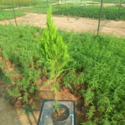 ثويا - مركن 20 سم - ثويا (Thuja) هي شجرة دائمة الخضرة تُعرف بأوراقها الإبرية الكثيفة والشكل العمودي الذي يجعلها خيارًا