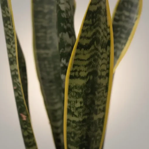 صبار الأغاف (Agave) في اصيص فخار - صورة 3 - الصباريات