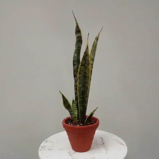 صبار الأغاف (Agave) في اصيص فخار - صورة 4 - الصباريات