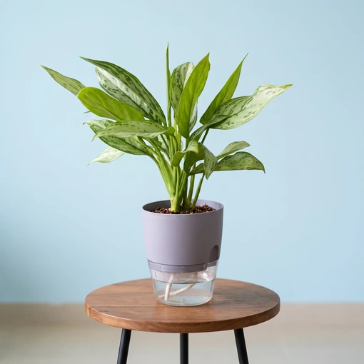 نبتة أجلونيما سلفر في حوض رصاصي على طاولة جانبية