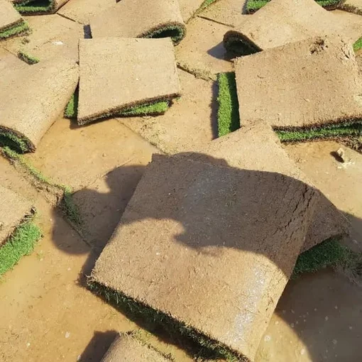 ثيل أنتورو طبيعي (عشب - نجيل) 1 متر مربع - صورة 3 - ثيل طبيعي في السعودية